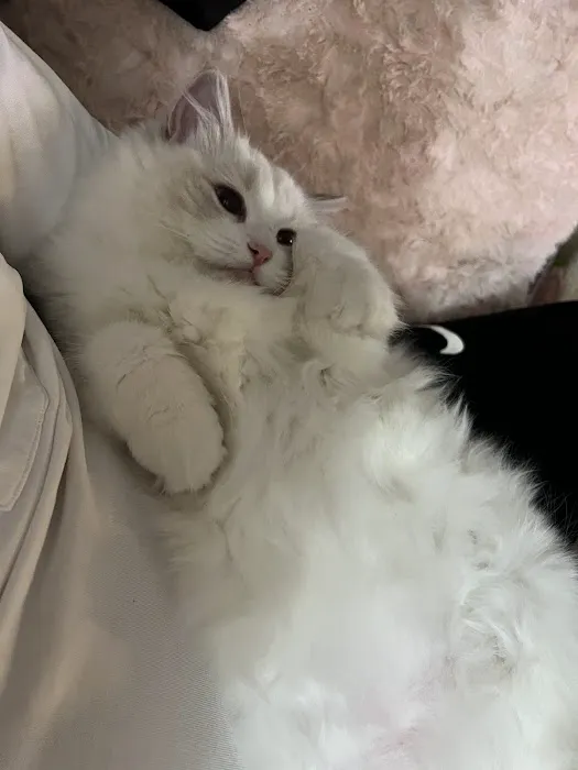 Cuties Ragdoll Cat Cattery Picture 7