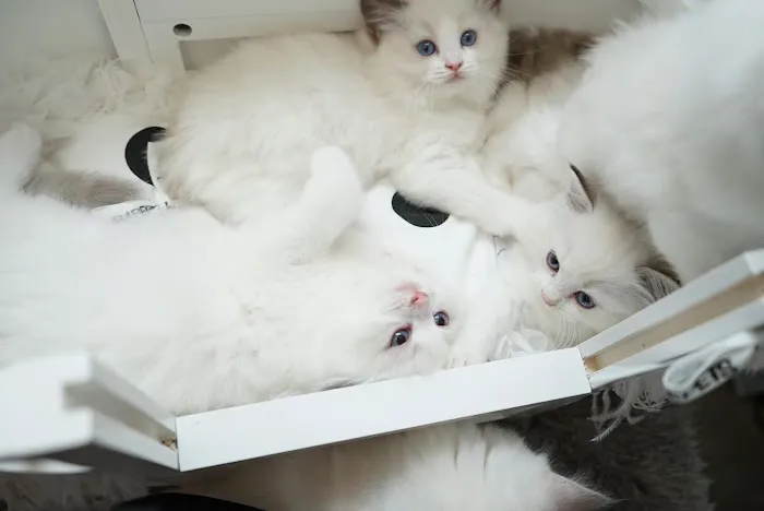 Cuties Ragdoll Cat Cattery Picture 1