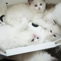 Cuties Ragdoll Cat Cattery ico
