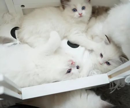 Cuties Ragdoll Cat Cattery