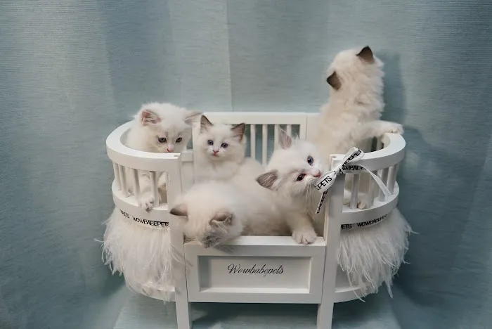 Cuties Ragdoll Cat Cattery Picture 9