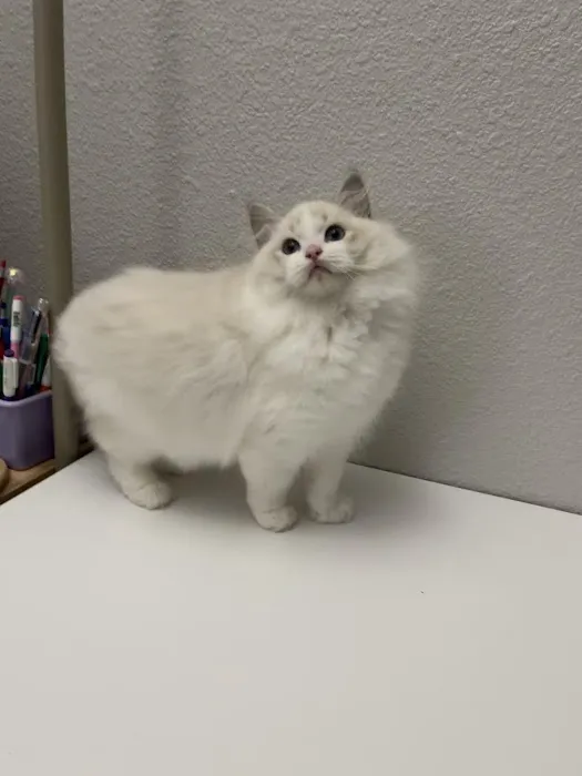 Cuties Ragdoll Cat Cattery Picture 2