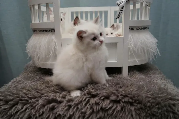 Cuties Ragdoll Cat Cattery Picture 4