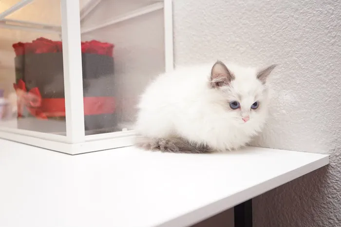 Cuties Ragdoll Cat Cattery Picture 3