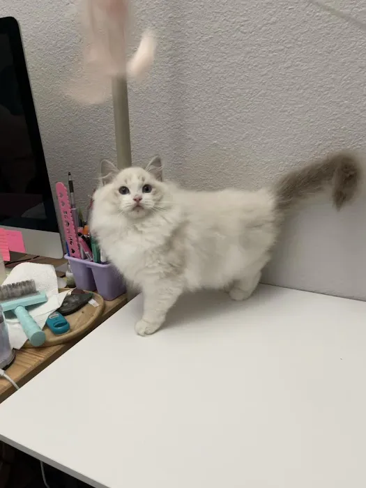 Cuties Ragdoll Cat Cattery Picture 8
