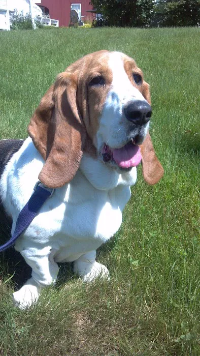 Connecticut Mobile Veterinary Services, LLC Picture 3