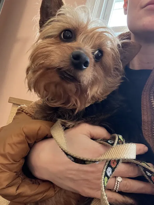 Connecticut Mobile Veterinary Services, LLC Picture 2