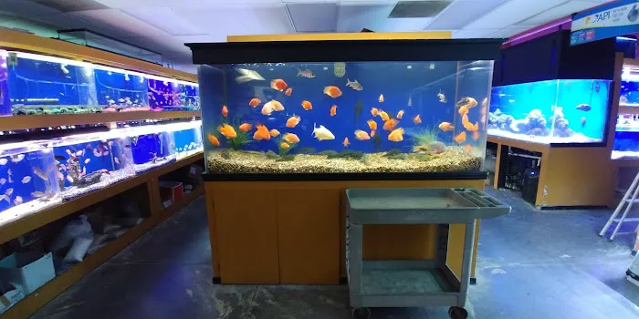 King Aquarium Picture 5