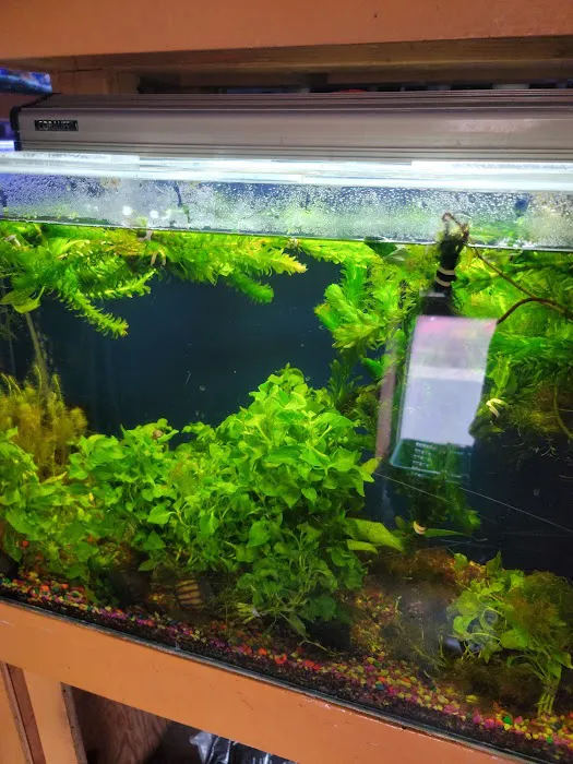 King Aquarium Picture 3
