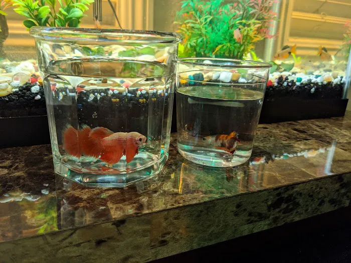 King Aquarium Picture 7