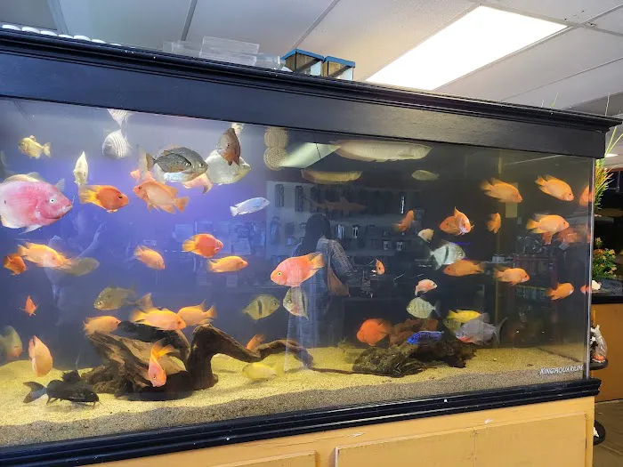 King Aquarium Picture 4