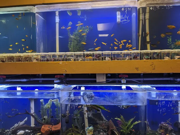 King Aquarium Picture 1