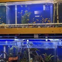 King Aquarium ico