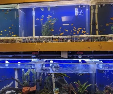 King Aquarium