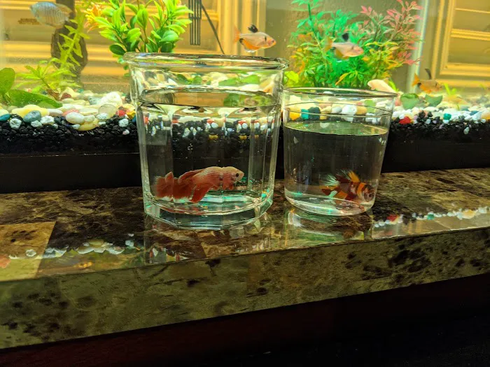 King Aquarium Picture 9