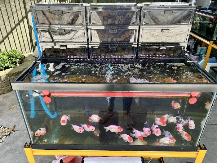 Full House Goldfish (满屋金鱼) Picture 1