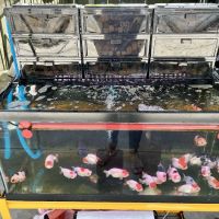Full House Goldfish (满屋金鱼) ico