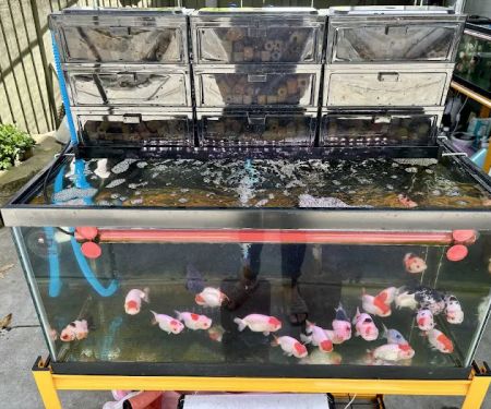 Full House Goldfish (满屋金鱼)
