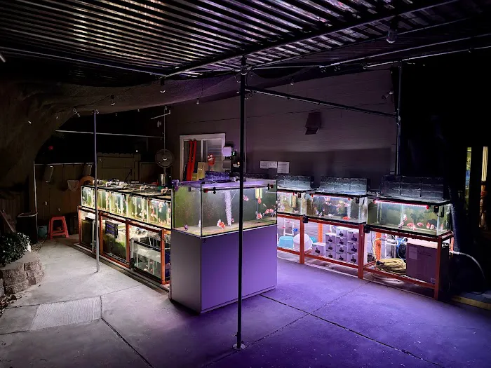 Full House Goldfish (满屋金鱼) Picture 2