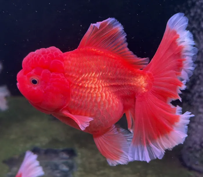 Full House Goldfish (满屋金鱼) Picture 6