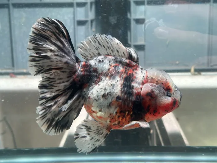 Full House Goldfish (满屋金鱼) Picture 4