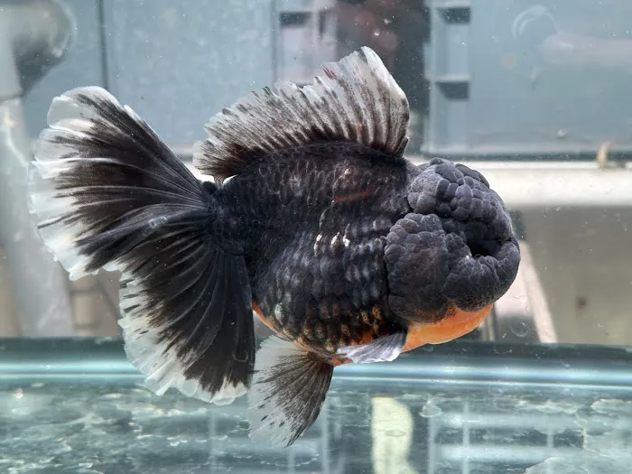 Full House Goldfish (满屋金鱼) Picture 3