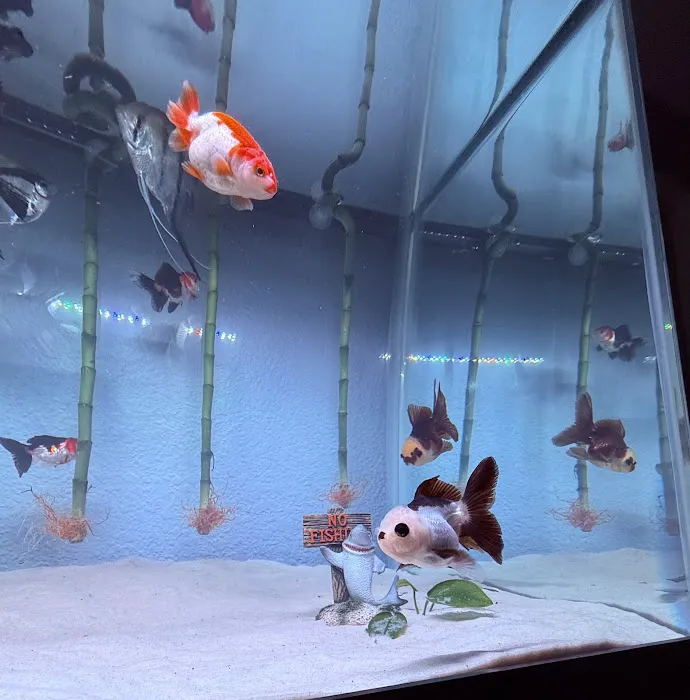 Full House Goldfish (满屋金鱼) Picture 8