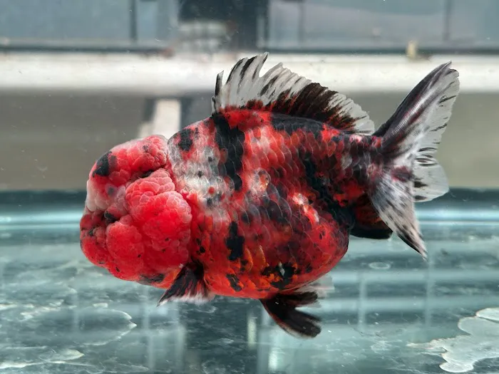 Full House Goldfish (满屋金鱼) Picture 7
