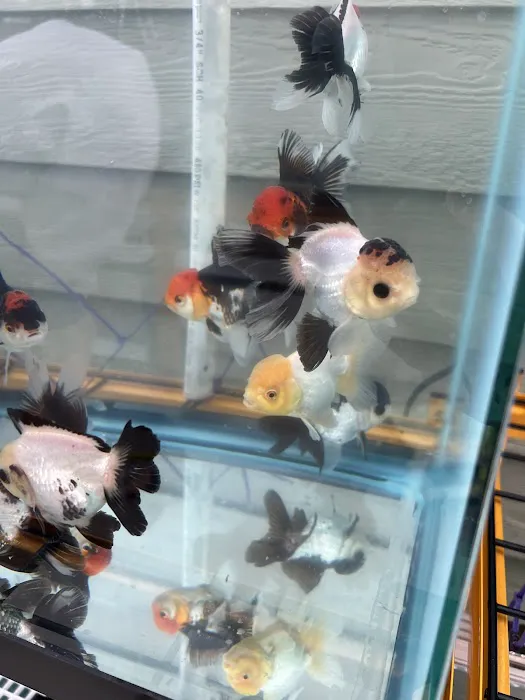 Full House Goldfish (满屋金鱼) Picture 9