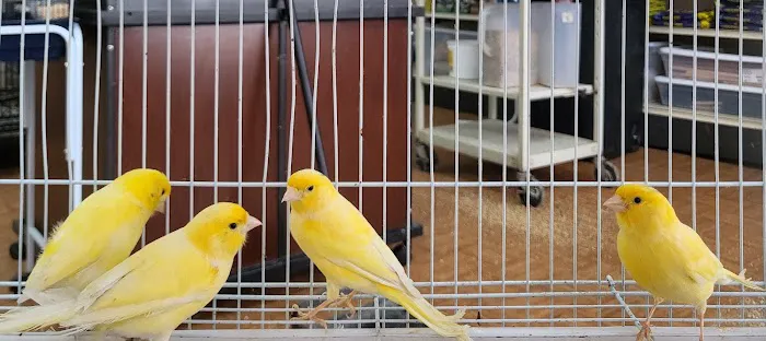 Louis Birds Pets & Supplies Picture 4