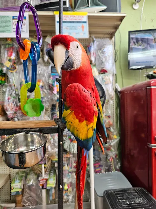 Louis Birds Pets & Supplies Picture 8