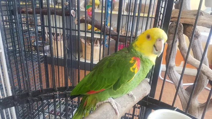 Louis Birds Pets & Supplies Picture 2