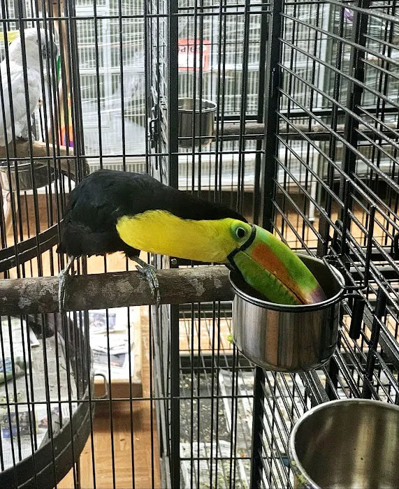 Louis Birds Pets & Supplies Picture 7
