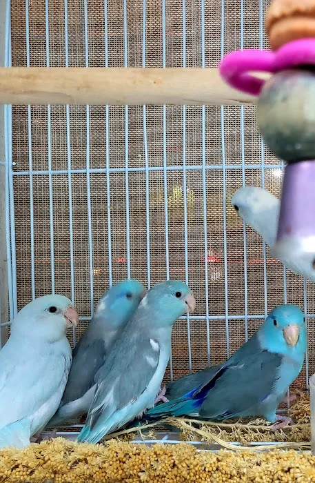 Louis Birds Pets & Supplies Picture 10