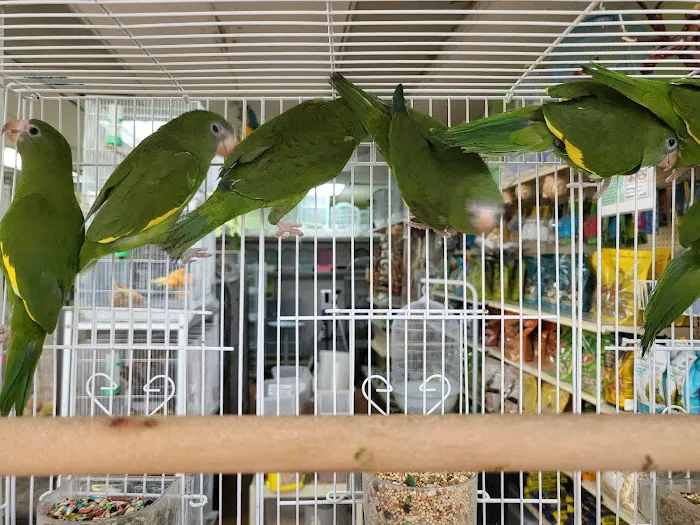 Louis Birds Pets & Supplies Picture 1