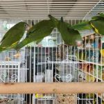 Louis Birds Pets & Supplies