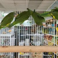 Louis Birds Pets & Supplies ico
