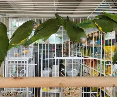 Louis Birds Pets & Supplies