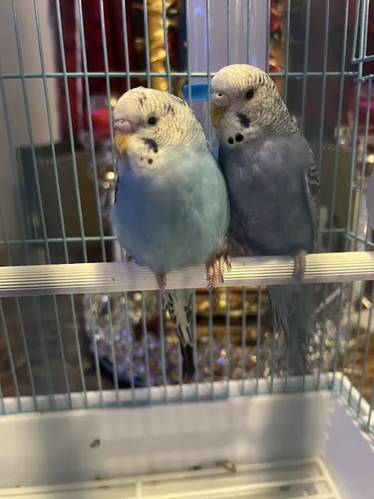 Louis Birds Pets & Supplies Picture 9