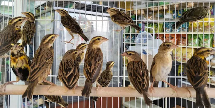 Louis Birds Pets & Supplies Picture 6