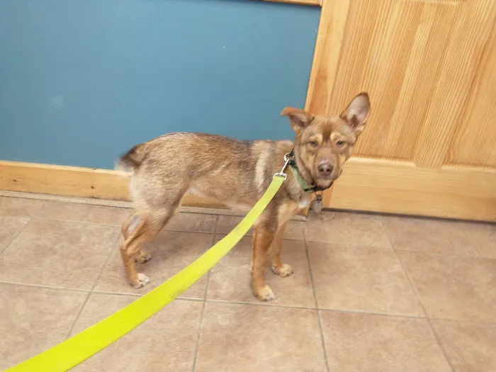 Mandak Veterinary Services Picture 2