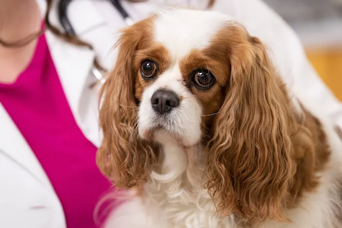 Malta Animal Hospital Picture 1