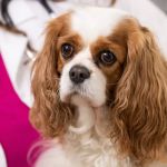 Malta Animal Hospital
