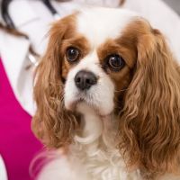 Malta Animal Hospital ico