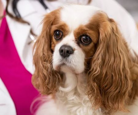 Malta Animal Hospital