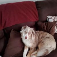 Zaidel Heather DVM ico