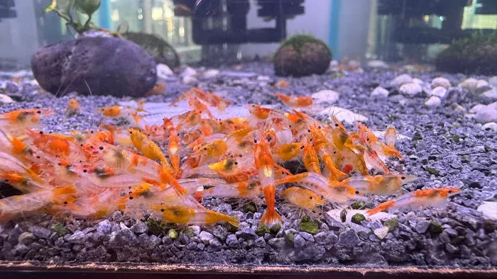 Bright Aquarium Picture 8