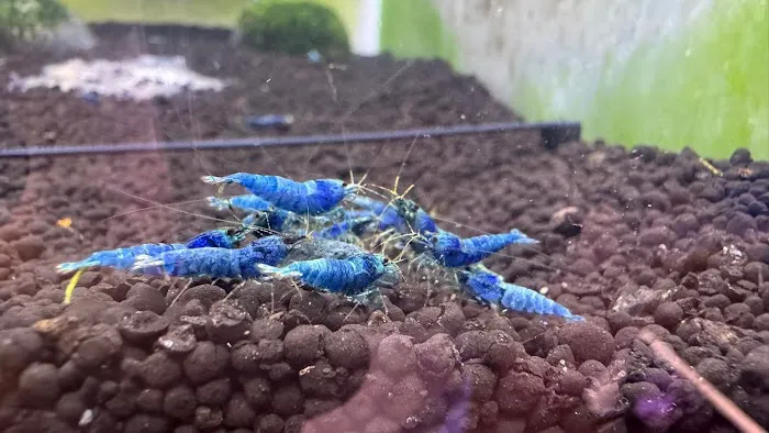 Bright Aquarium Picture 7
