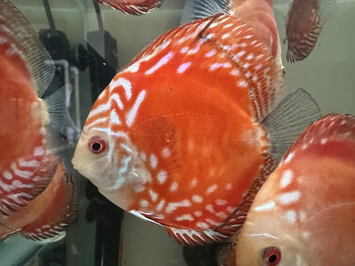 Bright Aquarium Picture 3