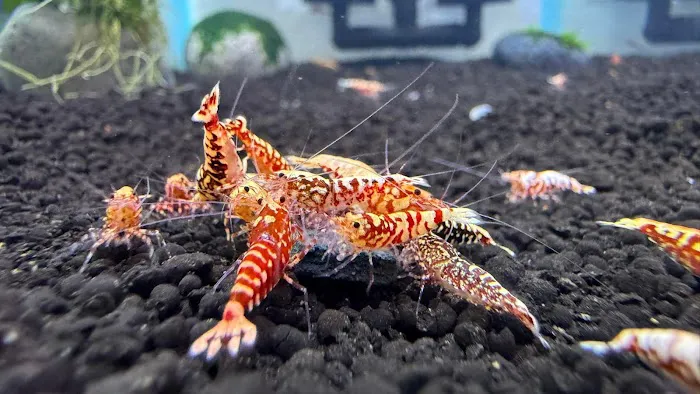 Bright Aquarium Picture 1